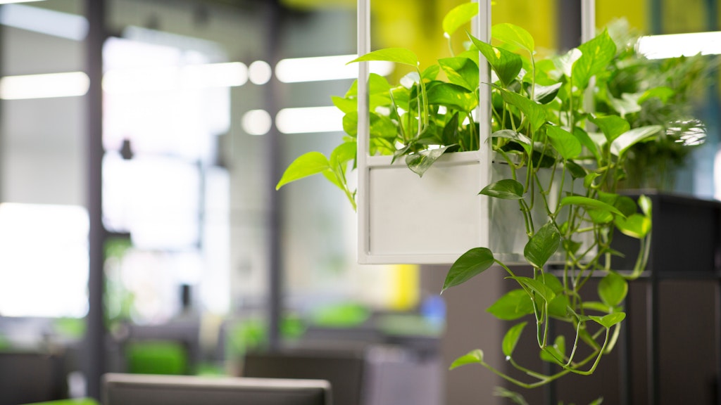 Plants in an office